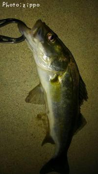 �����Х�