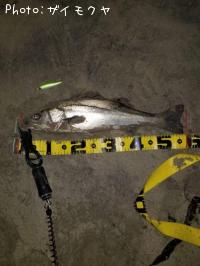 �����Х�