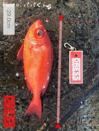 ����ȥ�����