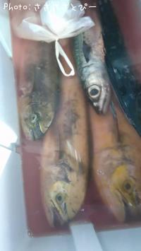 ¥·¥¤¥é¡õ¥µ¥Ð