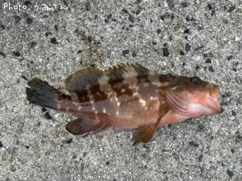 �����ϥ�