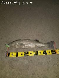 �����Х�