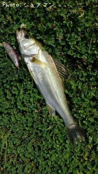 �����Х�