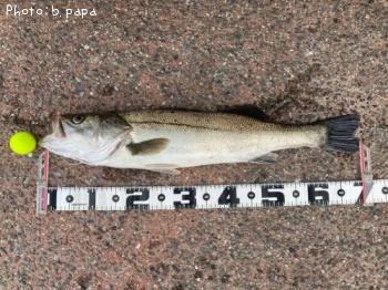 �����Х�