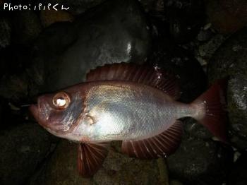 ¥¥ó¥È¥¥À¥¤