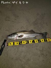 �����Х�