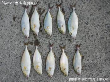 ¥Í¥ê¥´¡Ê¥«¥ó¥Ñ¥Á¡Ë