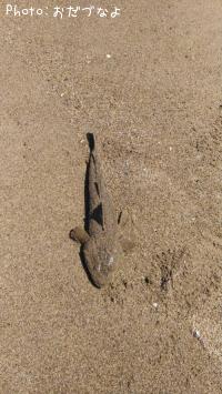 ���襤���ޥ���