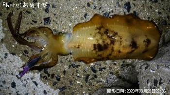 �����ꥤ��