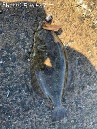 ¥Ò¥é¥á¡Ê¥½¥²¡Ë