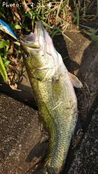 ¥é¡¼¥¸¥Þ¥¦¥¹