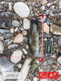 ¥Ö¥é¥Ã¥¯¥Ð¥¹