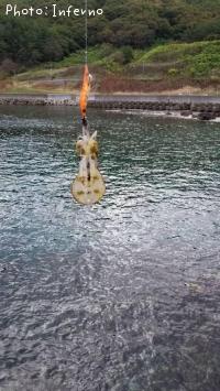 ¥¢¥ª¥ê¥¤¥«