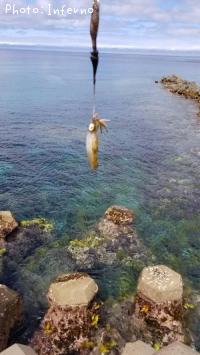 ¥¢¥ª¥ê¥¤¥«