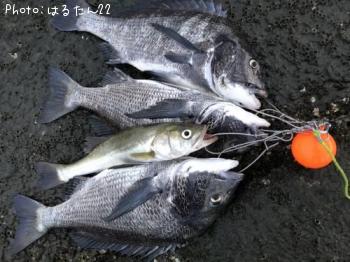 ¥¯¥í¥À¥¤¡¡