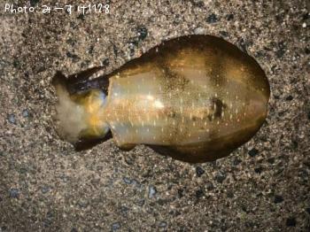 �����ꥤ��