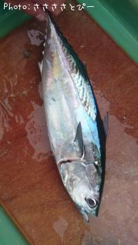 ¥¤¥Ê¥À¡õ¥Ò¥é¥½¥¦¥À¡õ¥Þ¥´¥Á¡õ¥µ¥Ð