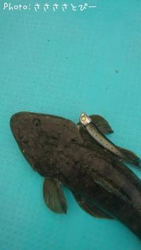 ¥¤¥Ê¥À¡õ¥Ò¥é¥½¥¦¥À¡õ¥Þ¥´¥Á¡õ¥µ¥Ð