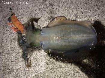 ¥¢¥ª¥ê¥¤¥«