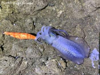 �����ꥤ��