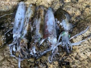 �����ꥤ��