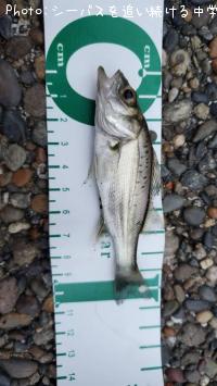 �����Х��ʥ�������