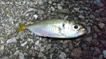 ¥¢¥¸¡õ¥á¥Ð¥ë¡¡