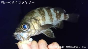 ¥¢¥¸¡õ¥á¥Ð¥ë¡¡