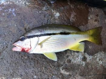 �襳�����ե�����