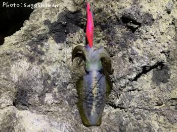 ¥¢¥ª¥ê¥¤¥«