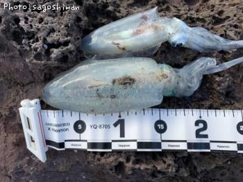 �����ꥤ��