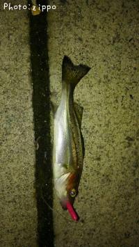 �����Х�