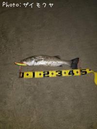 �����Х�