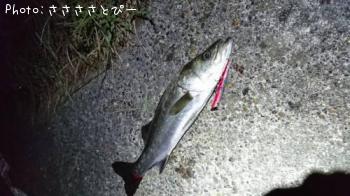 ���������������Х�