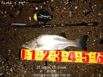 �ҥ饻����