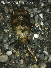 �����ꥤ��