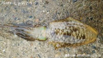 �����ꥤ��