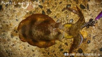 �����ꥤ��