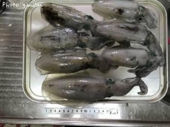 �����ꥤ��