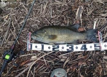 ���⡼��ޥ����Х�