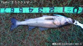 シーバス