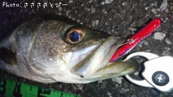 ¥·¡¼¥Ð¥¹