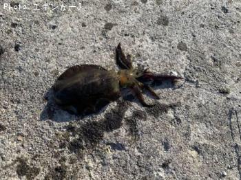 �����ꥤ��