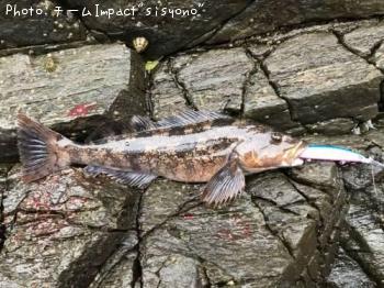 �����ʥ�