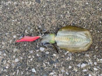 �����ꥤ��