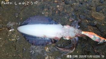 ¥¢¥ª¥ê¥¤¥«