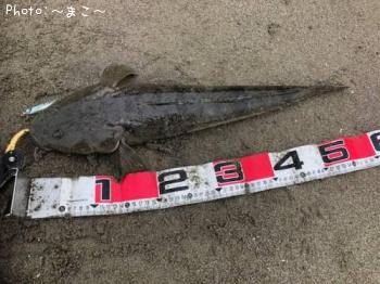 �ҥ�ᡢ�ޥ��������ʥ�