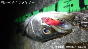 �����Х�