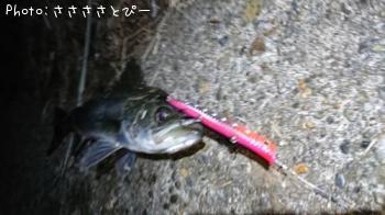 �����Х�