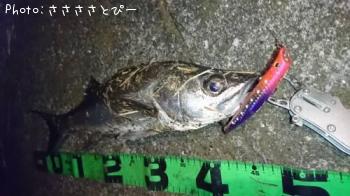 �����Х�